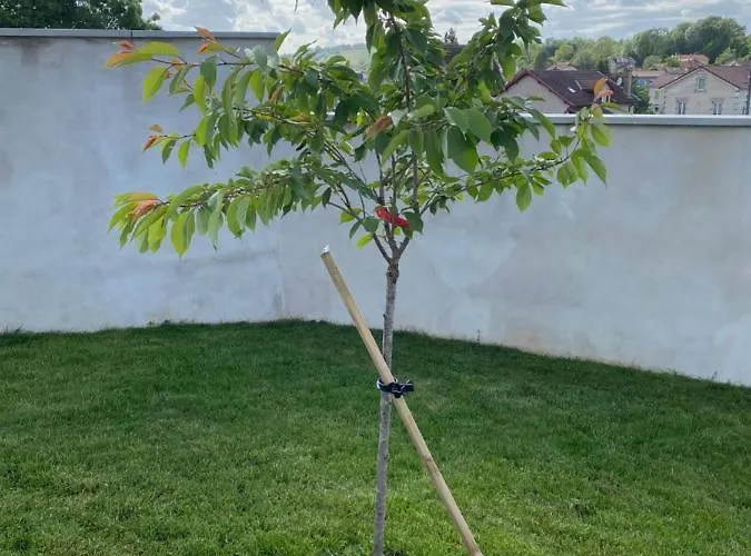 Olga D'hôte 3* Verdun-sur-Meuse